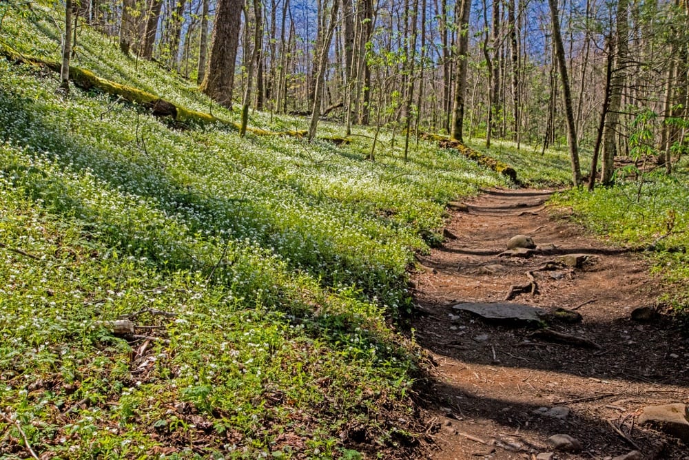 porters-creek-trail