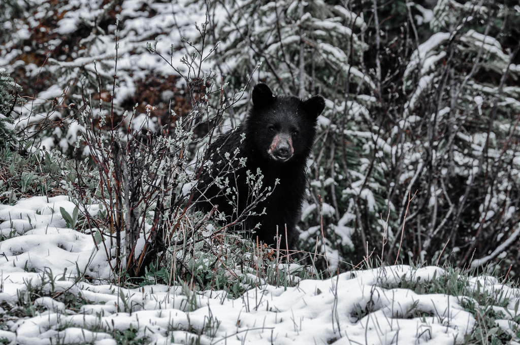 Bear in Gatlinburg surrounded by snow and evergreen trees