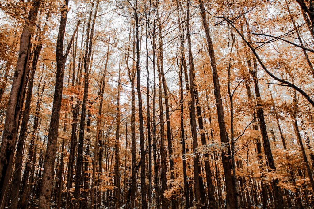 Gatlinburg Tennessee Fall