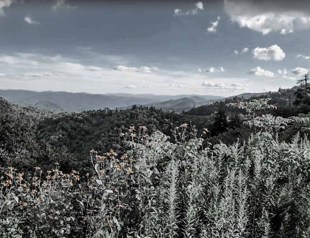 Instagram Locations in Gatlinburg beautiful with the wildflowers and cascading mountains