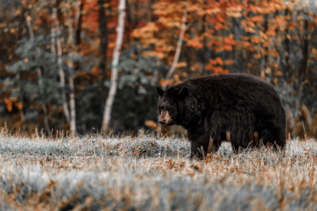 Adult Female Black Bear (Ursus americanus) Looks Back - captive animal