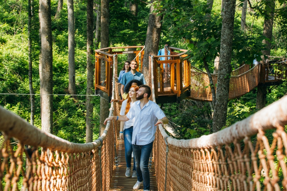 Tree walks in the canopies