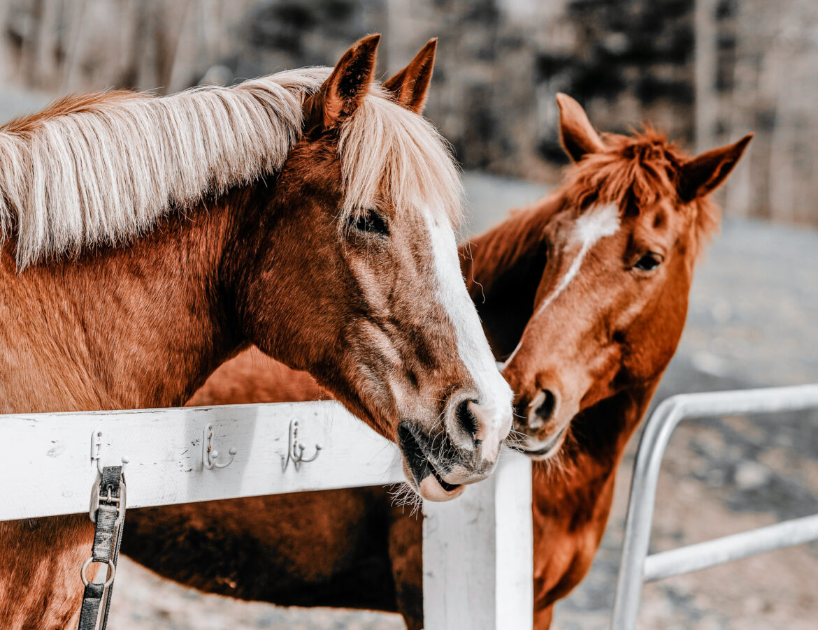 Funny horses in their stable you can see them with your Dixie Stampede Tickets