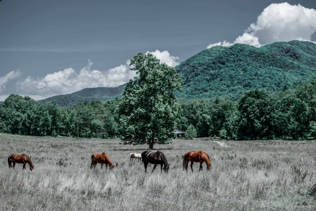 Cades Cove Gatlinburg