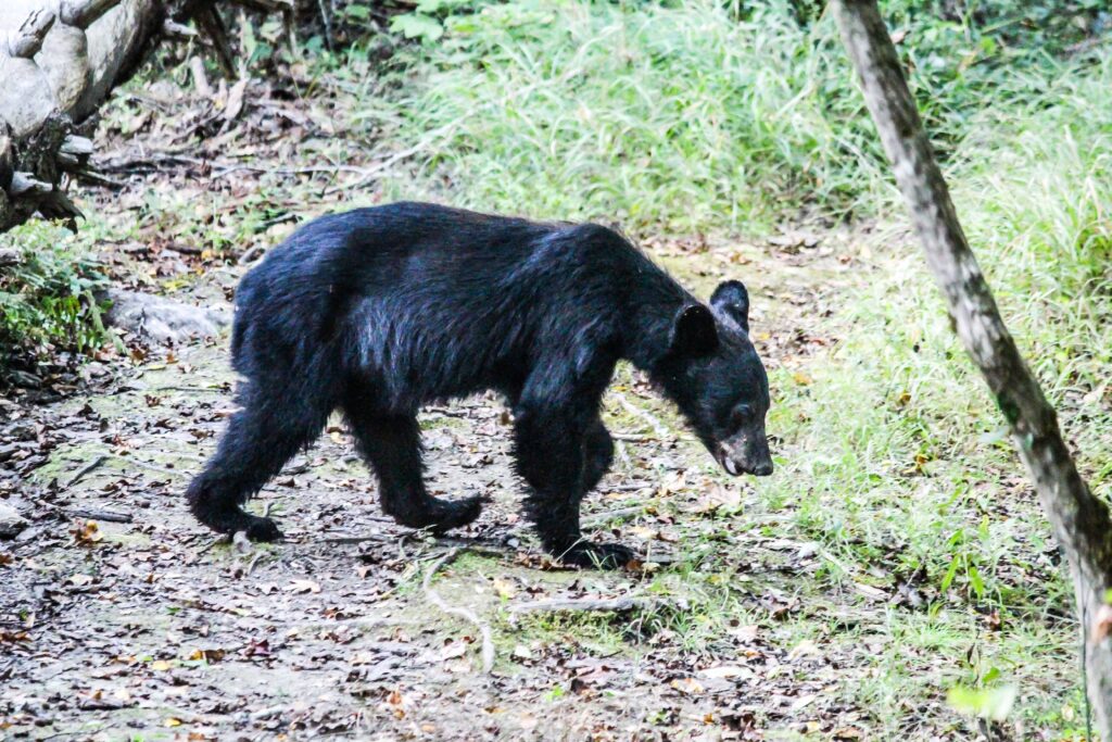 Don't Feed The Animals At Cades Cove Loop