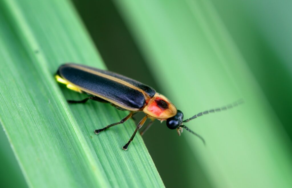 Synchronous Fireflies Gatlinburg