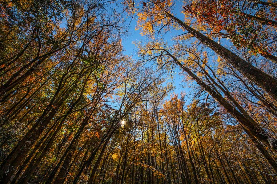 Smokymountains