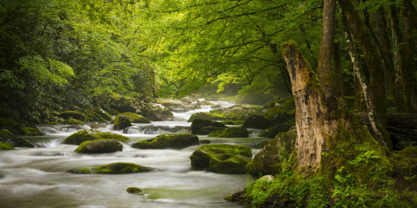 Peaceful Great Smoky Mountains National Park Foggy Tremont River Relaxing Nature Landscape Scenics Near Gatlinburg Tn