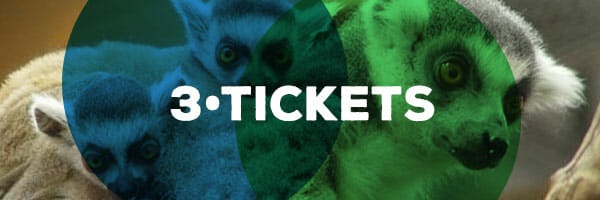 rainforest-3-tickets