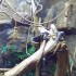 Rainforest Adventures 2