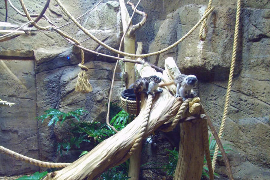 Rainforest-adventures-2