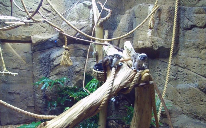 Rainforest-adventures-2