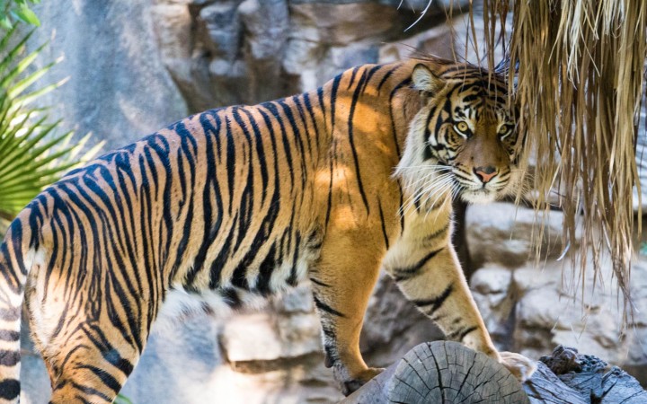 Tiger-picture-small2
