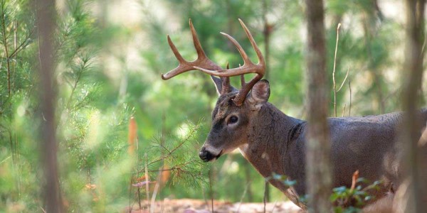 Cades-Cove-Deer-TN